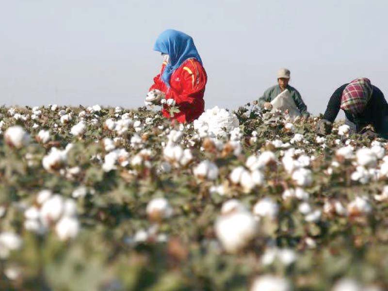 Collapse of Pakistan Cotton Sector