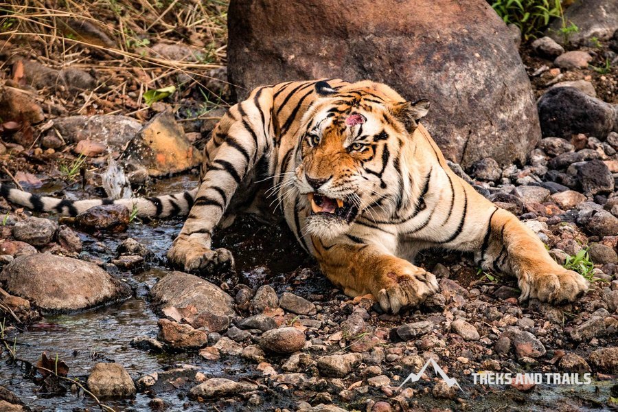 Famous Tiger Reserves of Central India